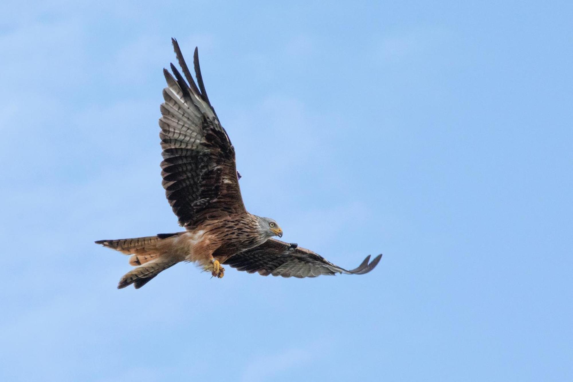 Little Kestrel Holiday home Pennal